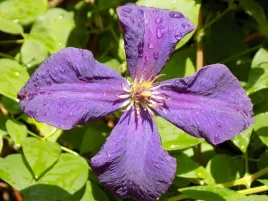 clematis-viola