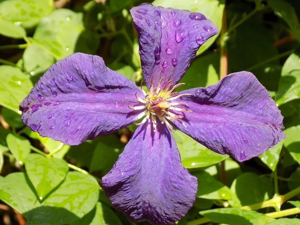clematis-viola