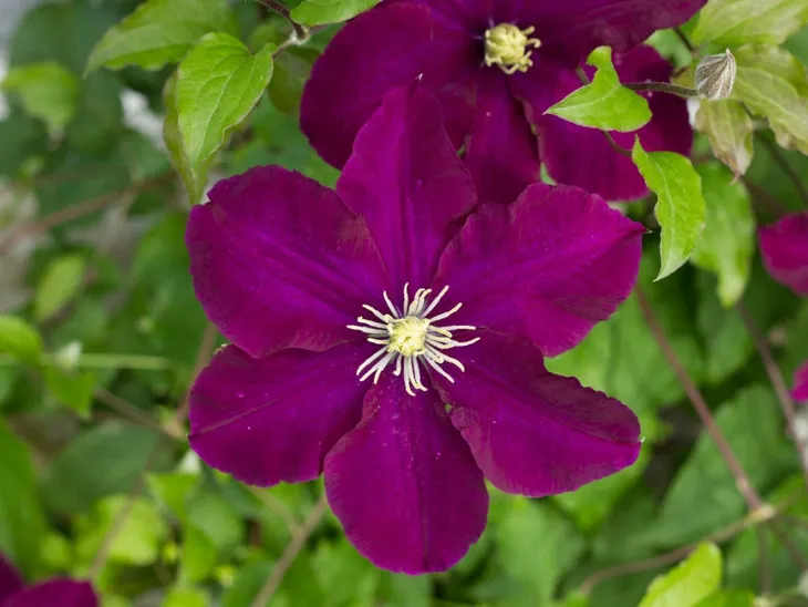 clematis-warszawska-nike