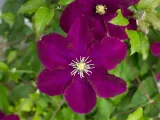 clematis-warszawska-nike