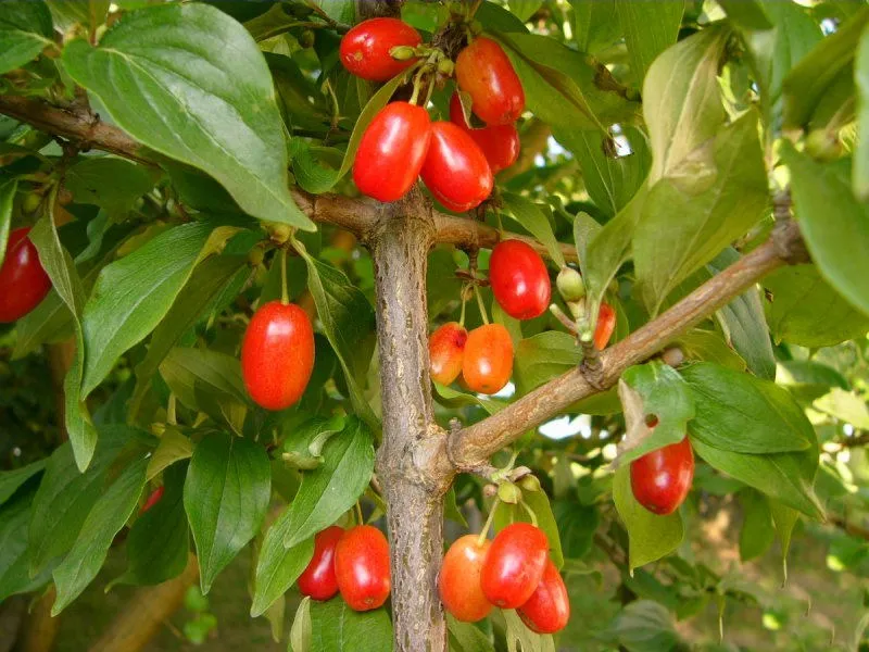 deren-jadalny-cornus-mas-macrocarpa