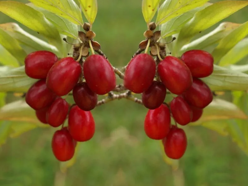 deren-jadalny-cornus-mas-aurea