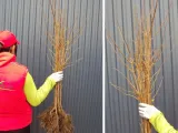 deren-jadalny-cornus-mas-aurea-rodzaj-rosliny-inny