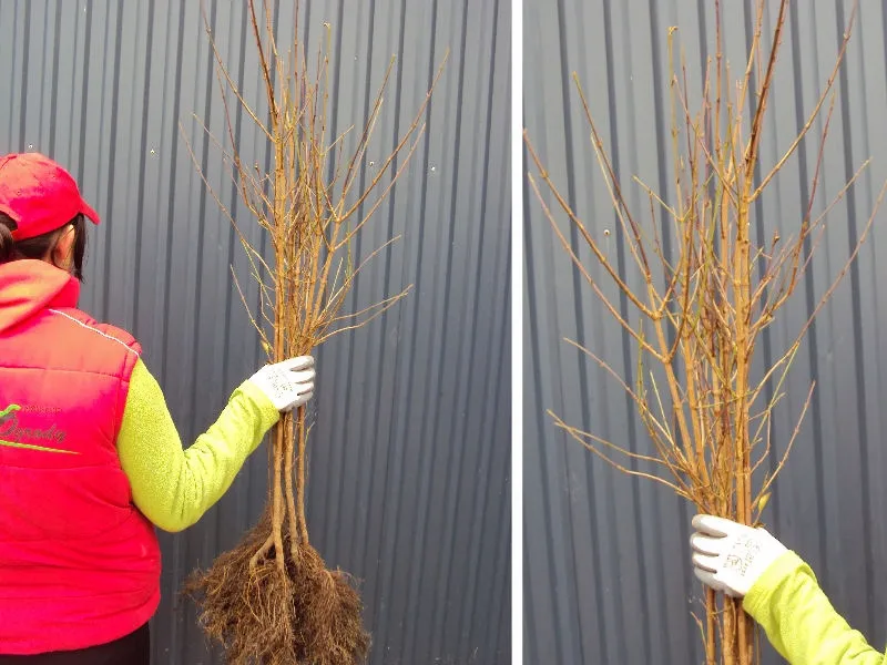 deren-jadalny-cornus-mas-aurea-rodzaj-rosliny-inny