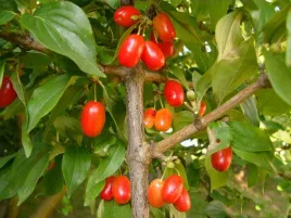 deren-jadalny-cornus-mas-macrocarpa