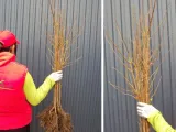 deren-jadalny-cornus-mas-macrocarpa-rodzaj-rosliny-inny