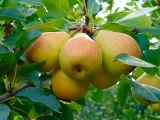 grusza-pyrus-communis-karlowa-general-leclerc