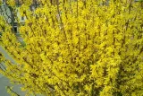 forsycja-forsythia