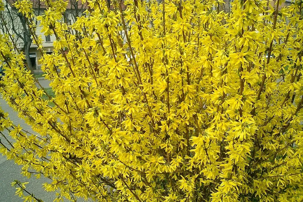 forsycja-forsythia