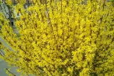forsycja-forsythia-rodzaj-rosliny-inny