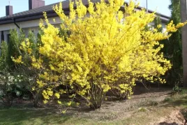 forsycja-forsythia