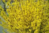 forsycja-forsythia-rodzaj-rosliny-inny