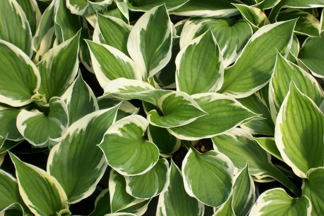 funkia-hosta-minuteman