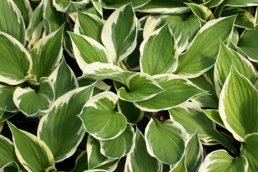 funkia-hosta-minuteman