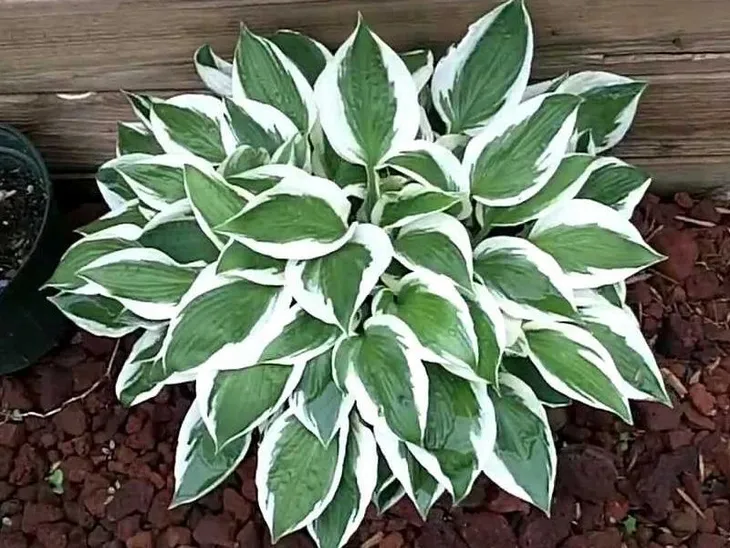 funkia-hosta-patriot