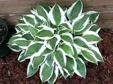 funkia-hosta-patriot