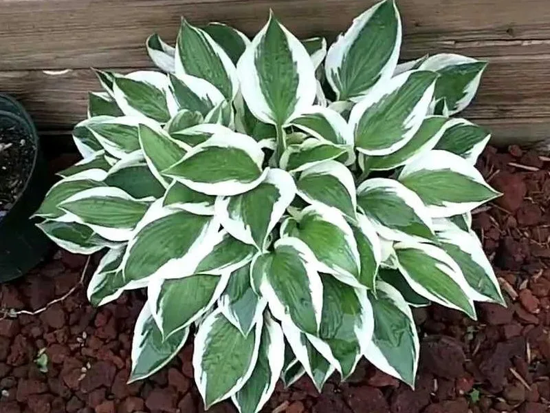 funkia-hosta-patriot