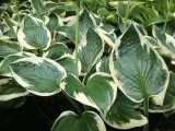 funkia-hosta-patriot-rodzaj-rosliny-inny