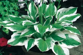 funkia-hosta-patriot