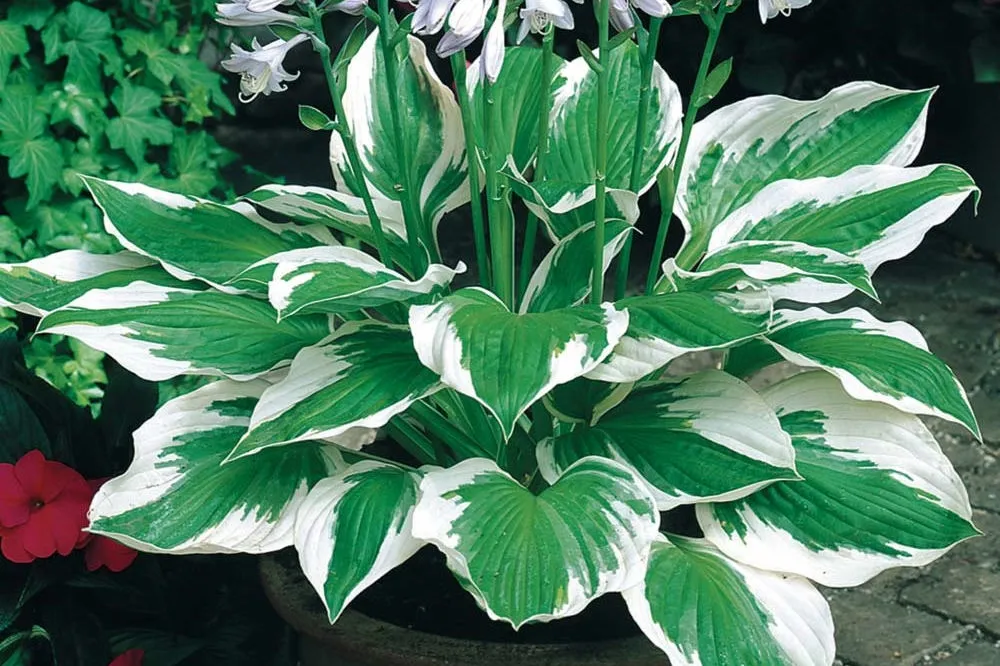 funkia-hosta-patriot