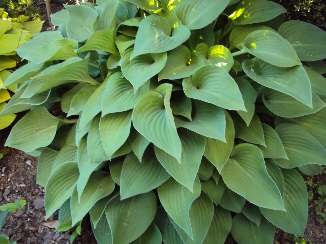 funkia-hosta-sum-and-substance