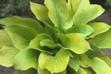 funkia-hosta-sum-and-substance-rodzaj-rosliny-inny