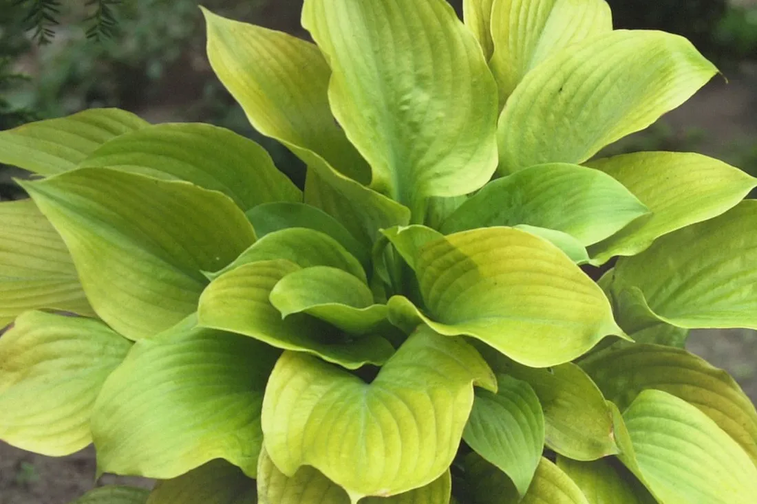 funkia-hosta-sum-and-substance
