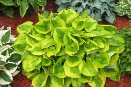 funkia-hosta-zolta