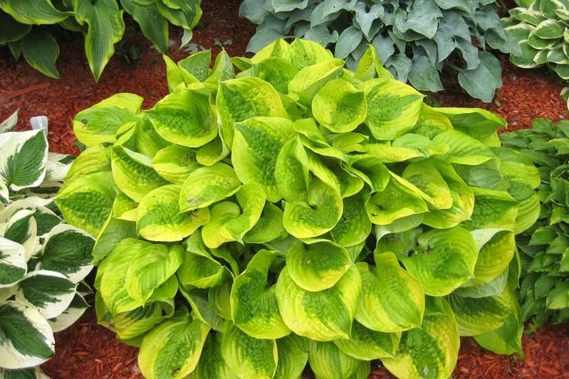 funkia-hosta-zolta
