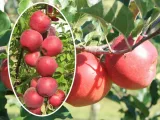 jablon-malus-kolumnowa-close