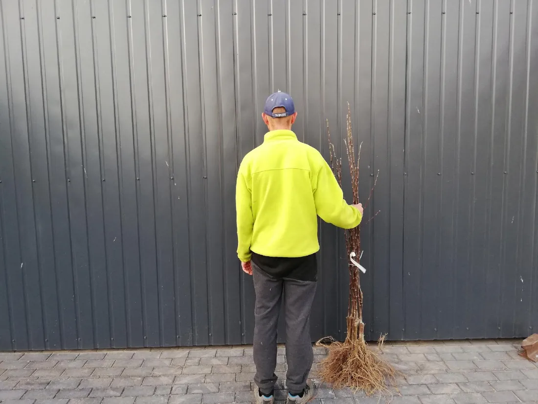 jablon-malus-kolumnowa-close