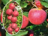 jablon-malus-kolumnowa-freedom