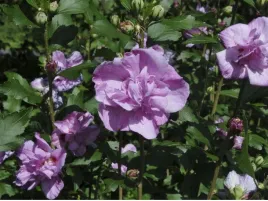 hibiscus-ardenas