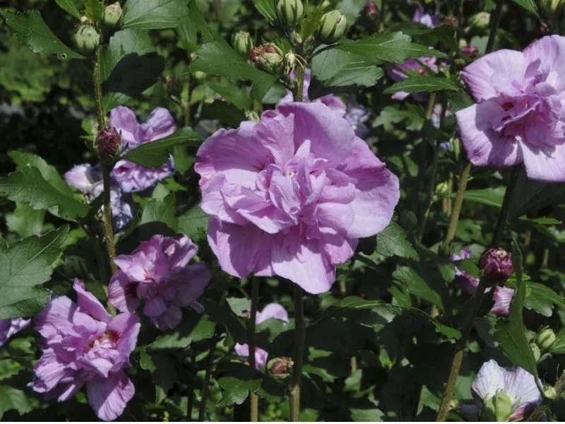 hibiscus-ardenas