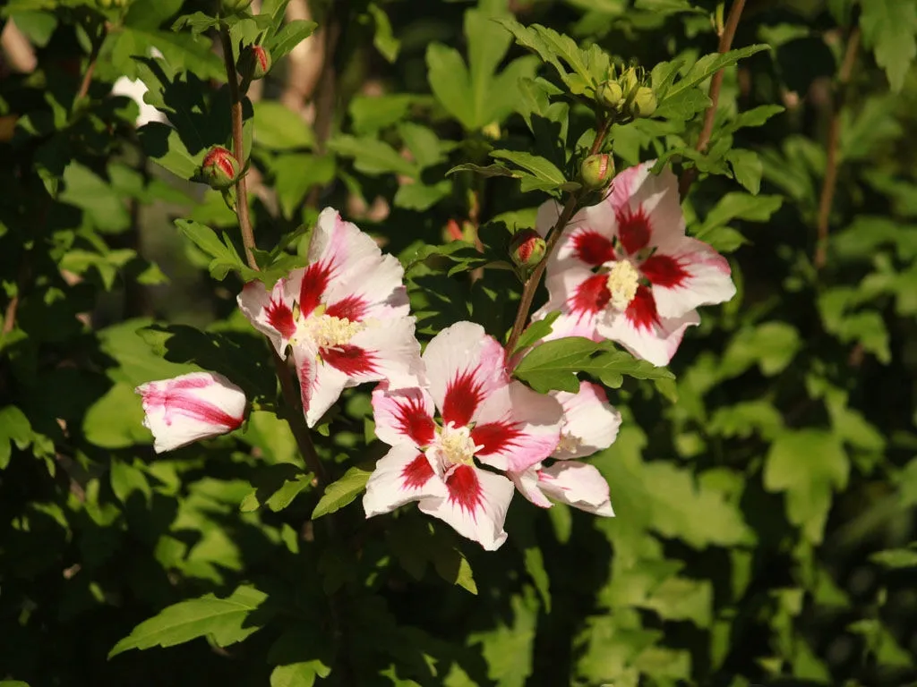 hibiscus-hamabo