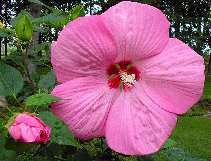 hibiscus-pink-giant