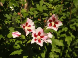 hibiskus-hambo