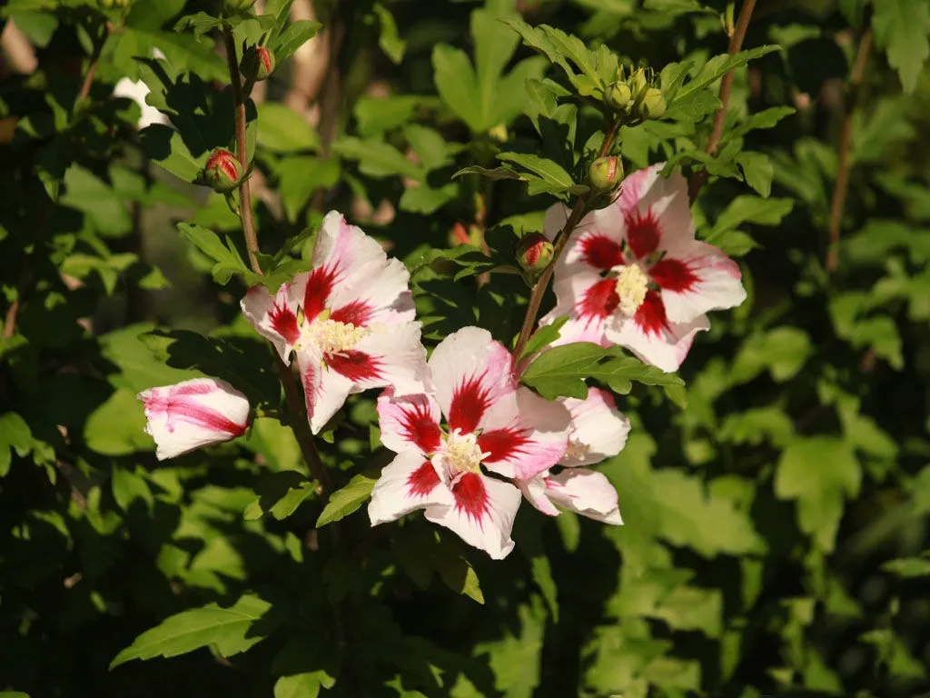 hibiskus-hambo