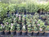 hibiskus-hambo-rodzaj-rosliny-inny