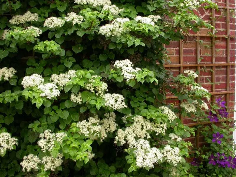 hortensja-hydragea-petiolaris-pnaca