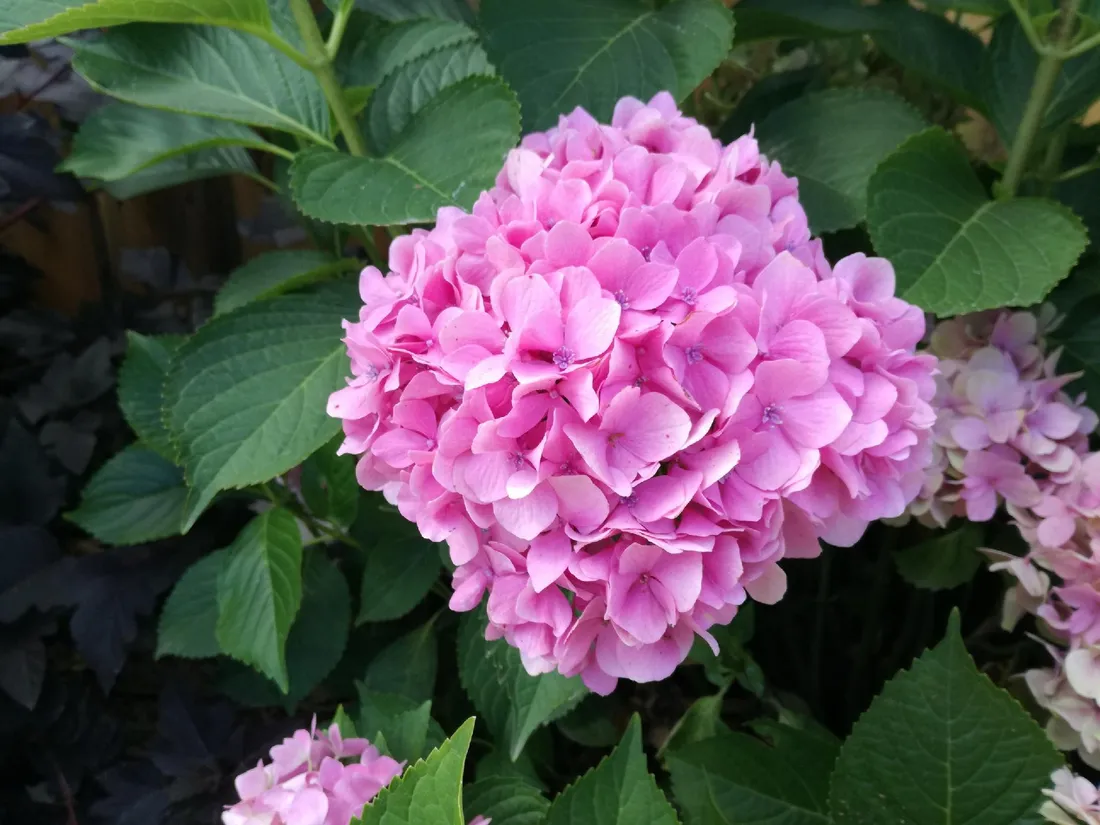 hortensja-hydrangea-macrophylla-leuchtfeuer