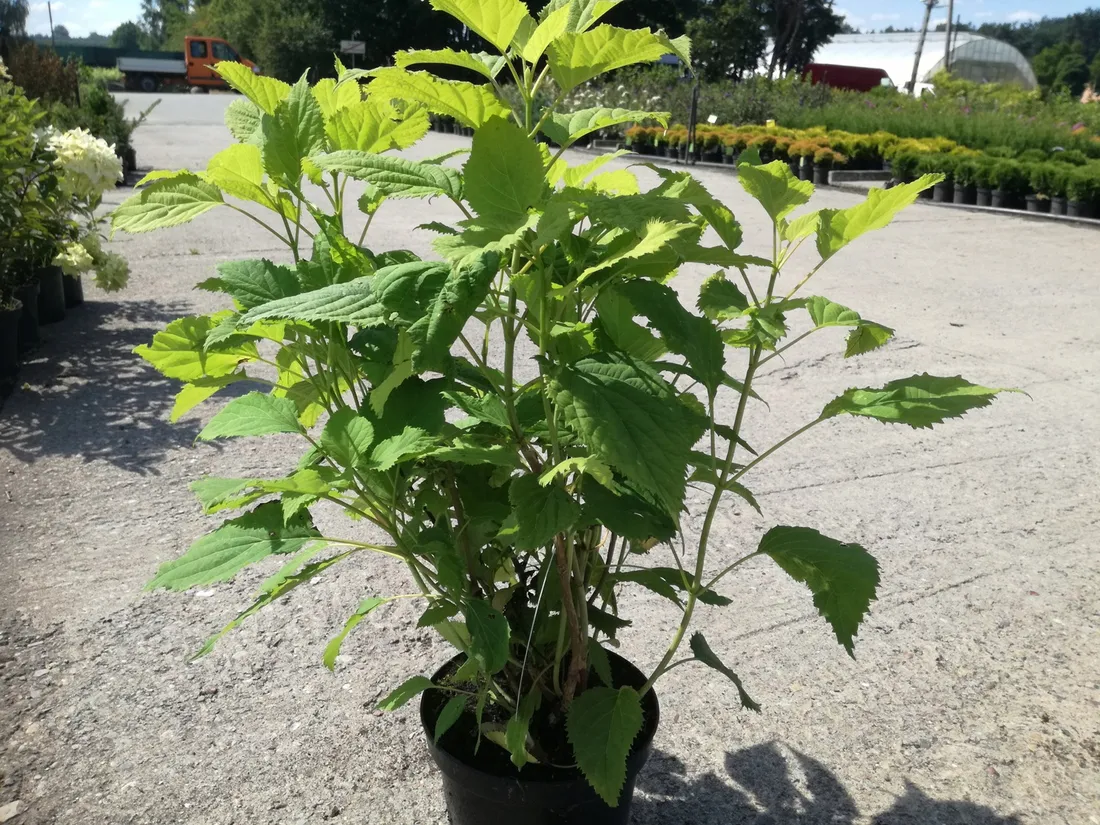 hortensja-hydrangea-macrophylla-leuchtfeuer