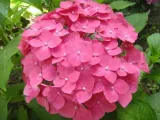 hortensja-hydrangea-macrophylla-leuchtfeuer