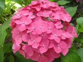 hortensja-hydrangea-macrophylla-leuchtfeuer