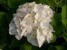 hortensja-hydrangea-macrophylla-madame-emile