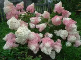 hortensja-hydrangea-paniculata-phantom