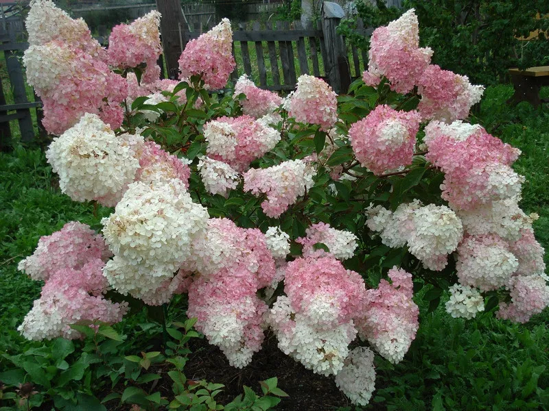 hortensja-hydrangea-paniculata-phantom