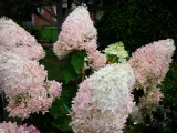 hortensja-hydrangea-paniculata-phantom