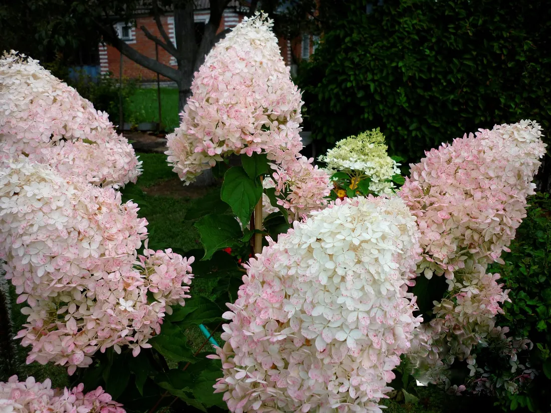 hortensja-hydrangea-paniculata-phantom