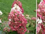 hortensja-bukietowa-mega-mindy-c2